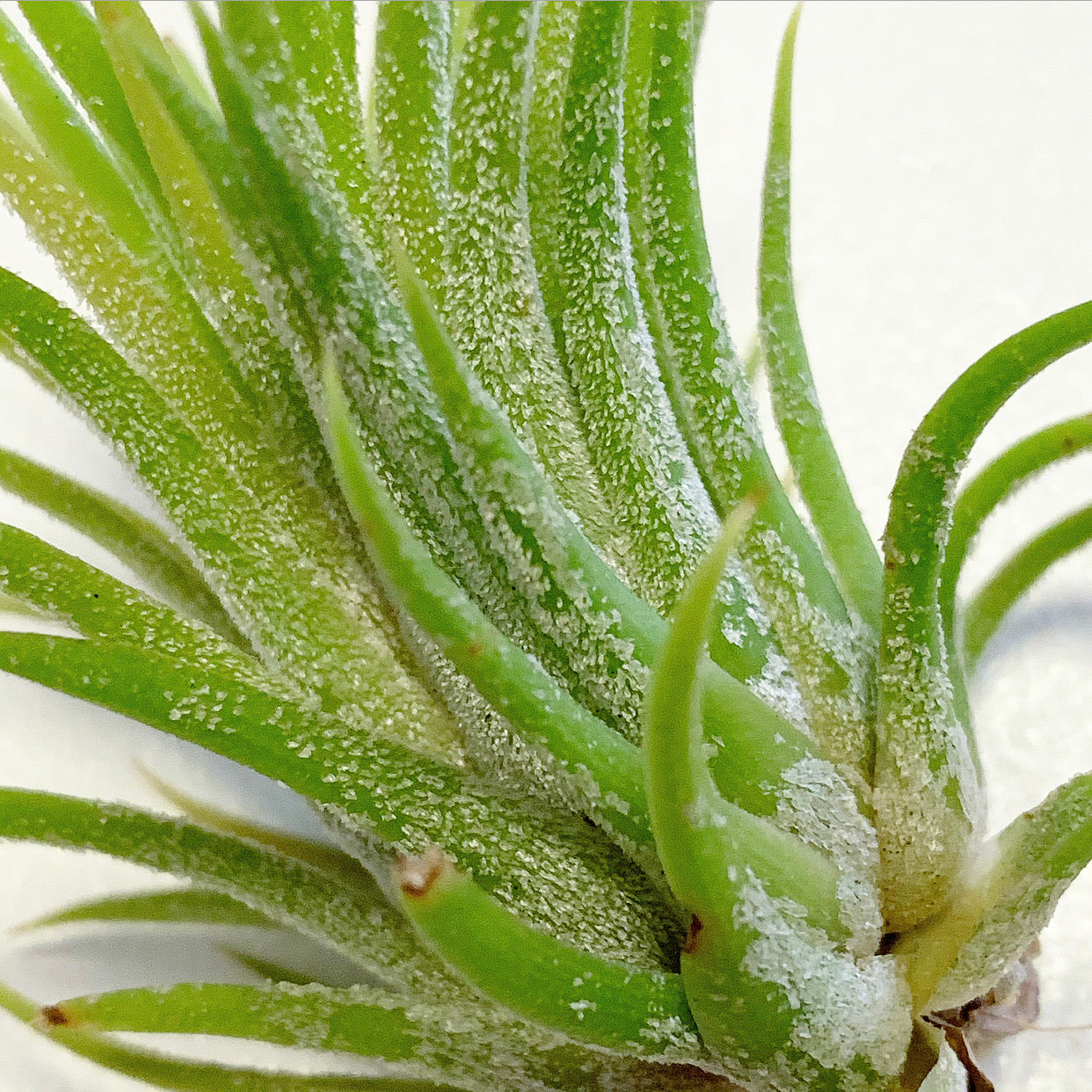 Tillandsia - ionantha 'Mexico' - Air Plant Decor