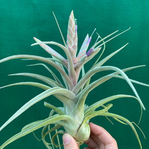 Tillandsia - Ehlersiana x Streptophylla (Nat. Hybrid) ex. BRT