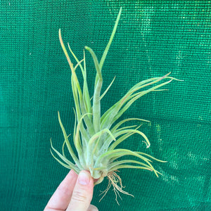 Tillandsia - Twisted Medusa ex. CC