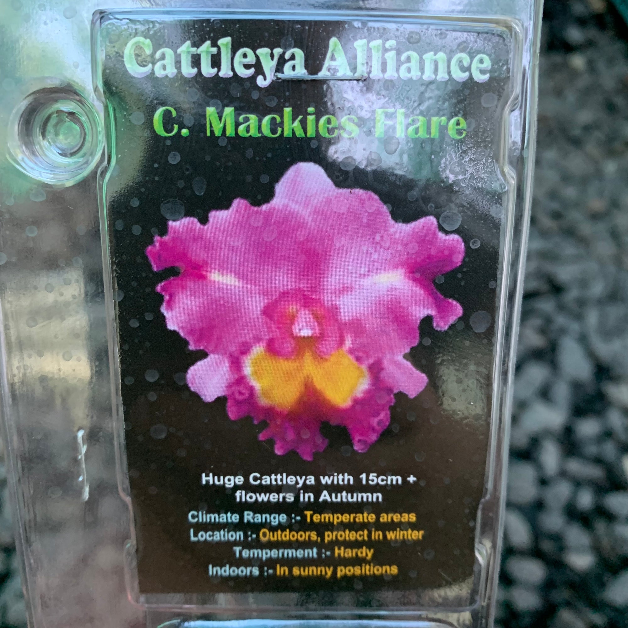 Orchid - Cattleya Alliance C. Mackies Flare