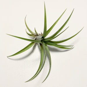 Tillandsia - flexuosa 'Vivipara' ex. CC