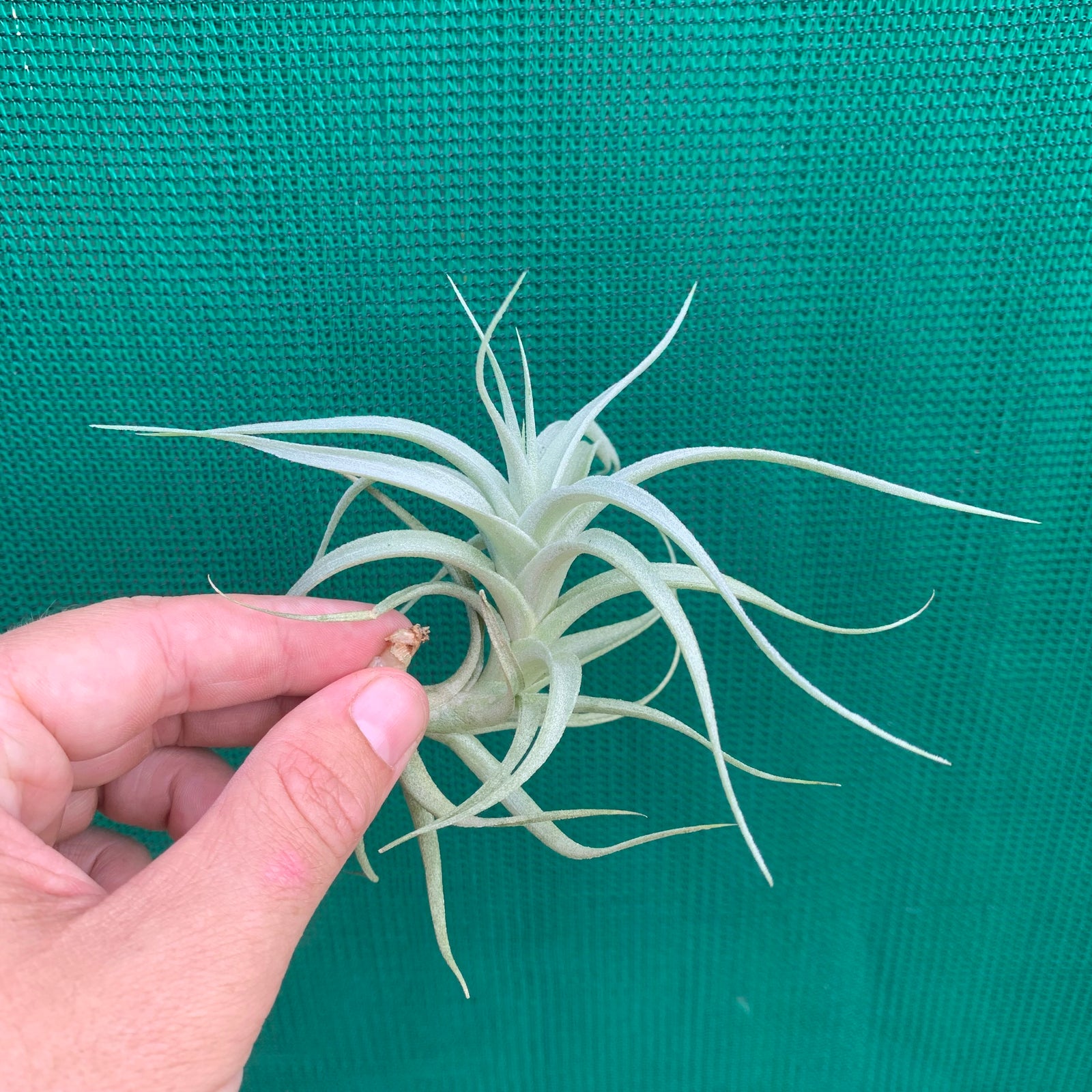 Tillandsia - albida ‘Clumping Form’ Ex. PT NEW