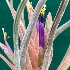 Tillandsia - Ty