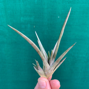 Tillandsia - esseriana ‘Red Form’ ex. PT