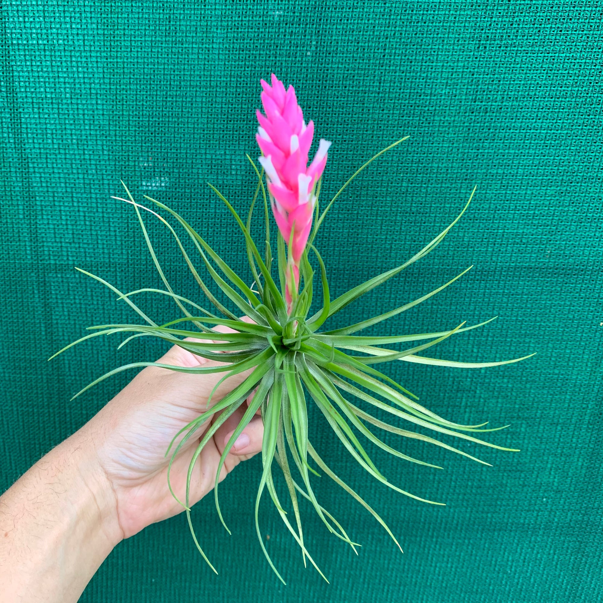 emerald forest air plant Tillandsia - tenuifolia 'Emerald Forest' ex. CC