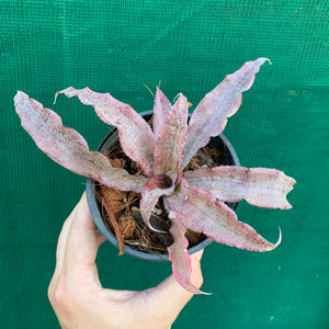 Cryptanthus - Pink Organza