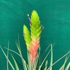 Tillandsia - jaliscomonticola