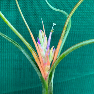 Tillandsia - Queen’s Medusa