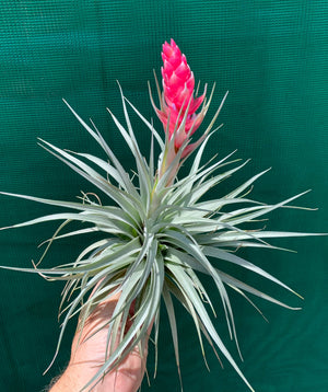 Tillandsia - Houston (Wholesale)