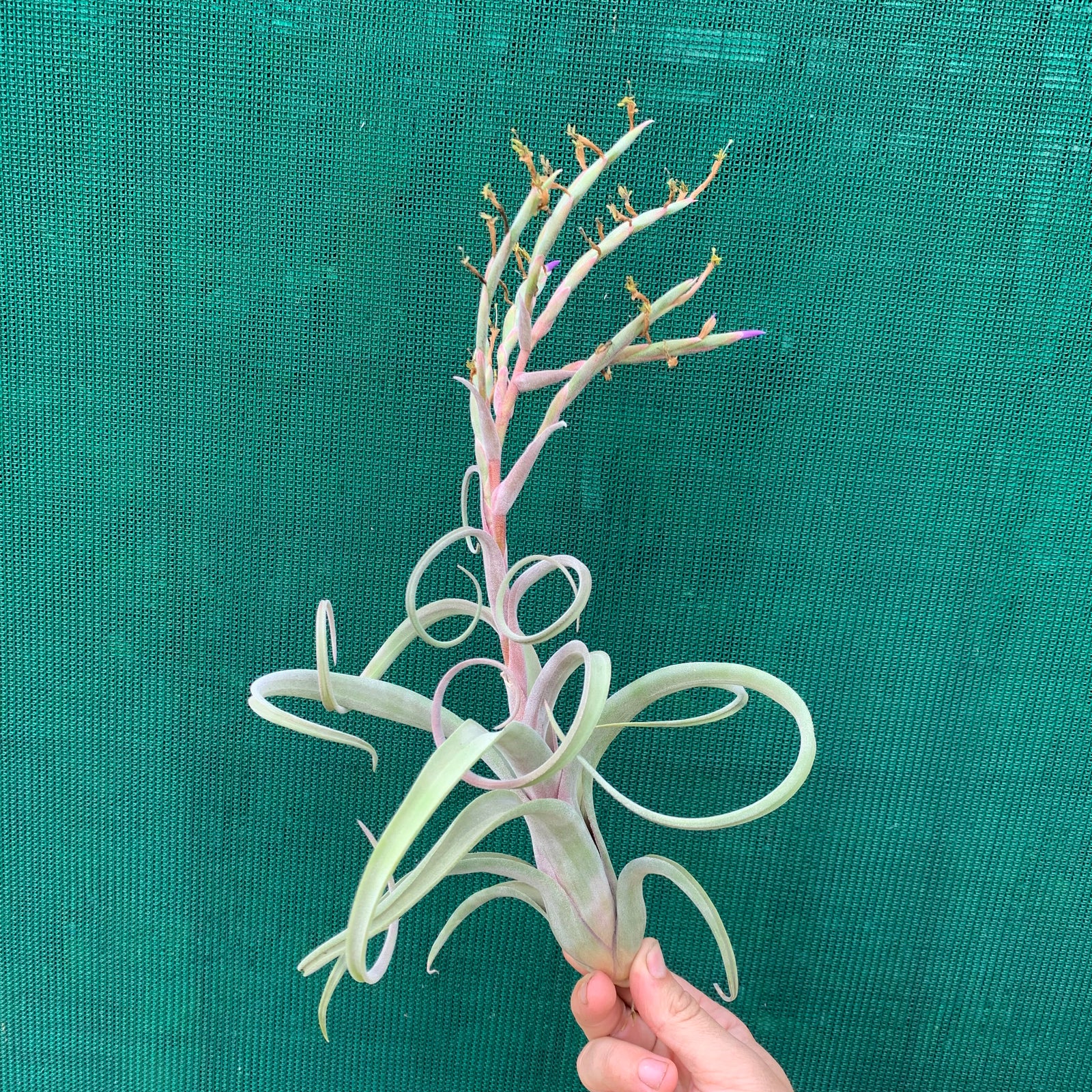 Tillandsia - Curly Slim