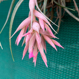 Tillandsia - Pink Sugar ex. DD