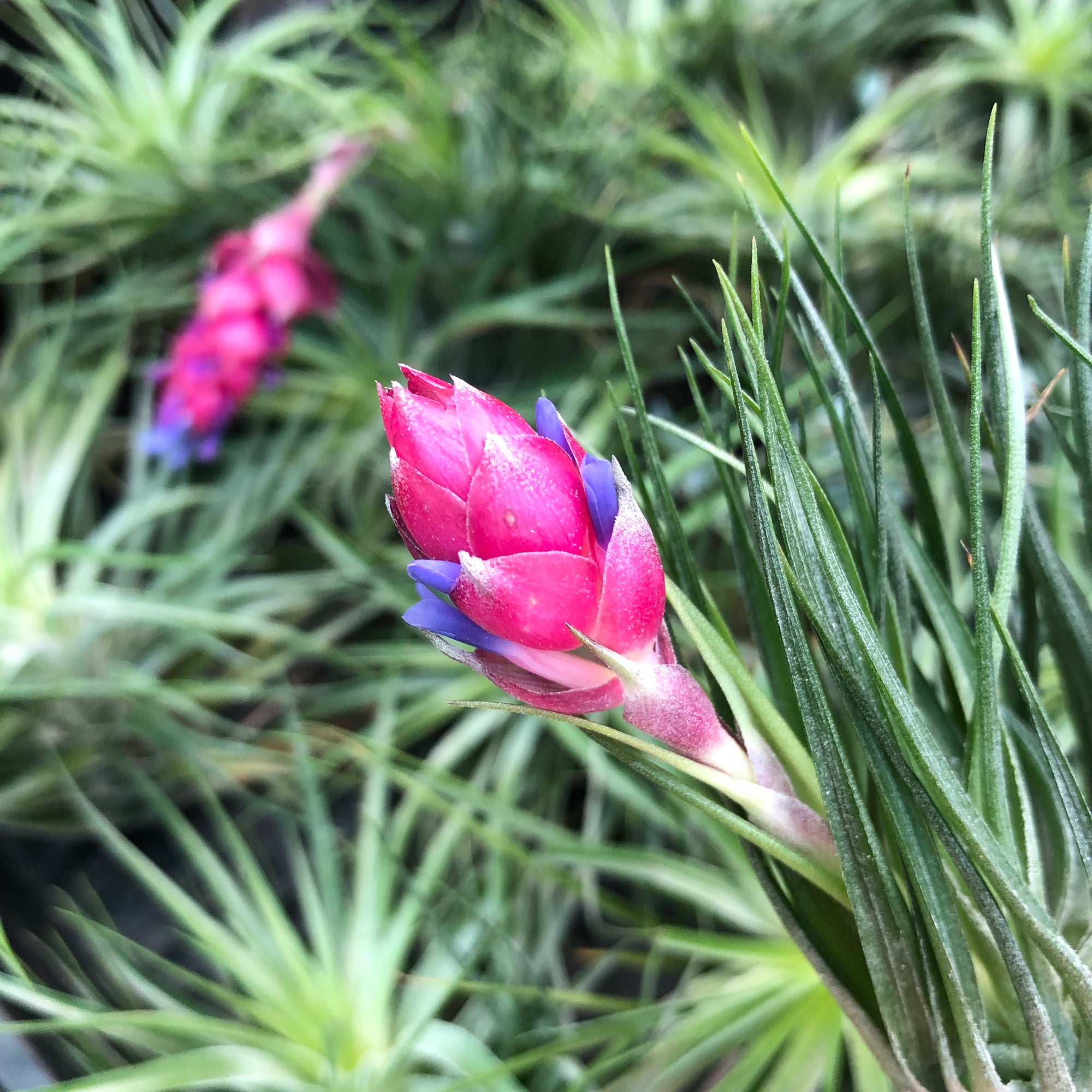cotton candy air plant Tillandsia - Cotton Candy 'Compact Form'
