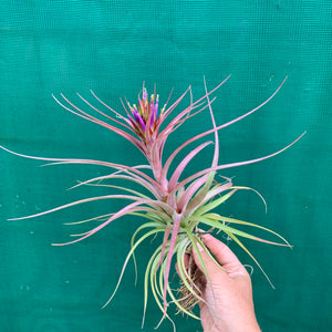 Tillandsia - Sparkler ex. NR