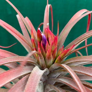 Tillandsia - Eric The Red