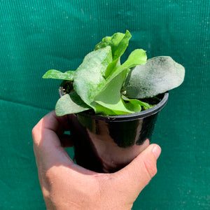 Platycerium - Foongsiqi