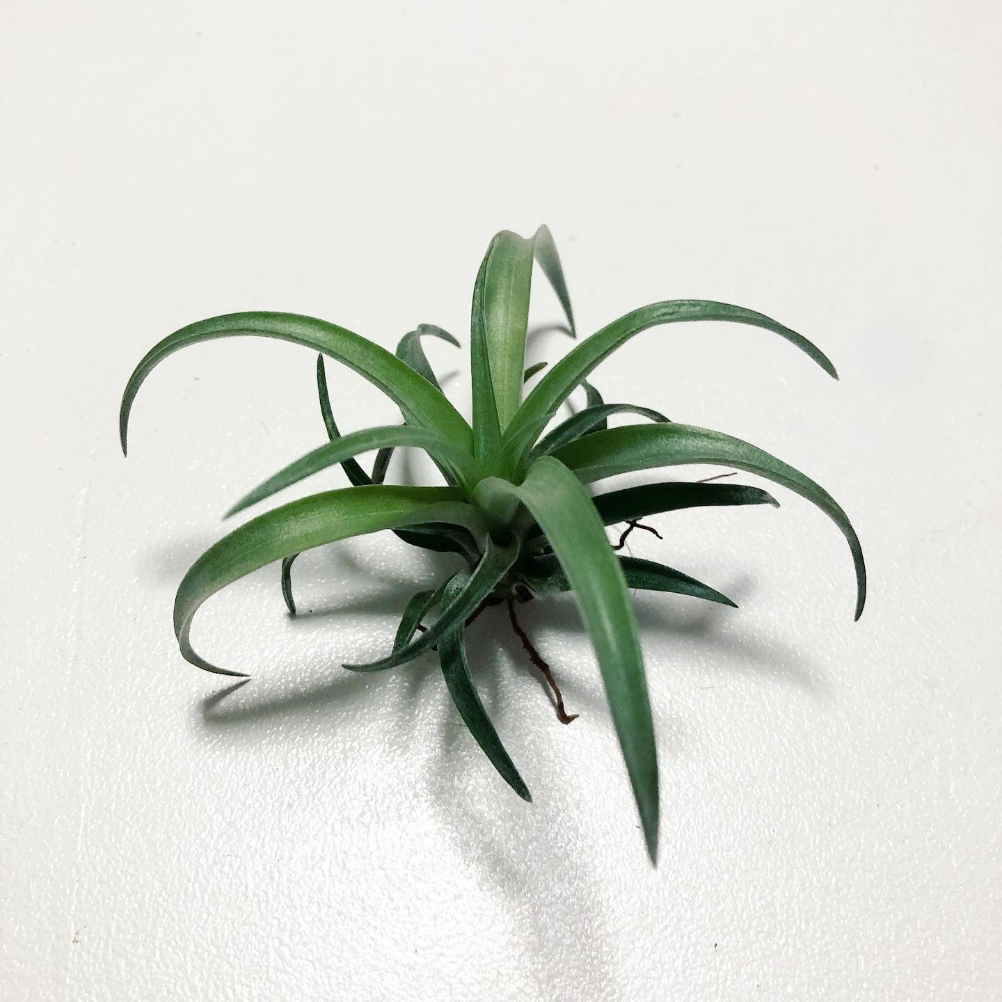 Tillandsia - Capitata "Rubra" (Wholesale)