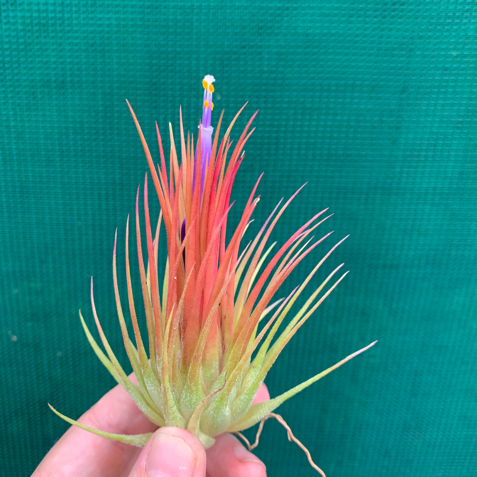 Tillandsia - ionantha var. ionantha