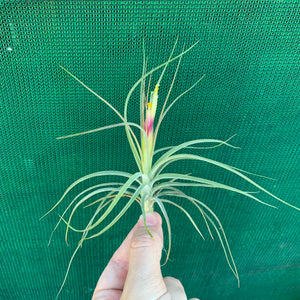 Tillandsia - x rectifolia