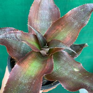 Cryptanthus - Kakadu