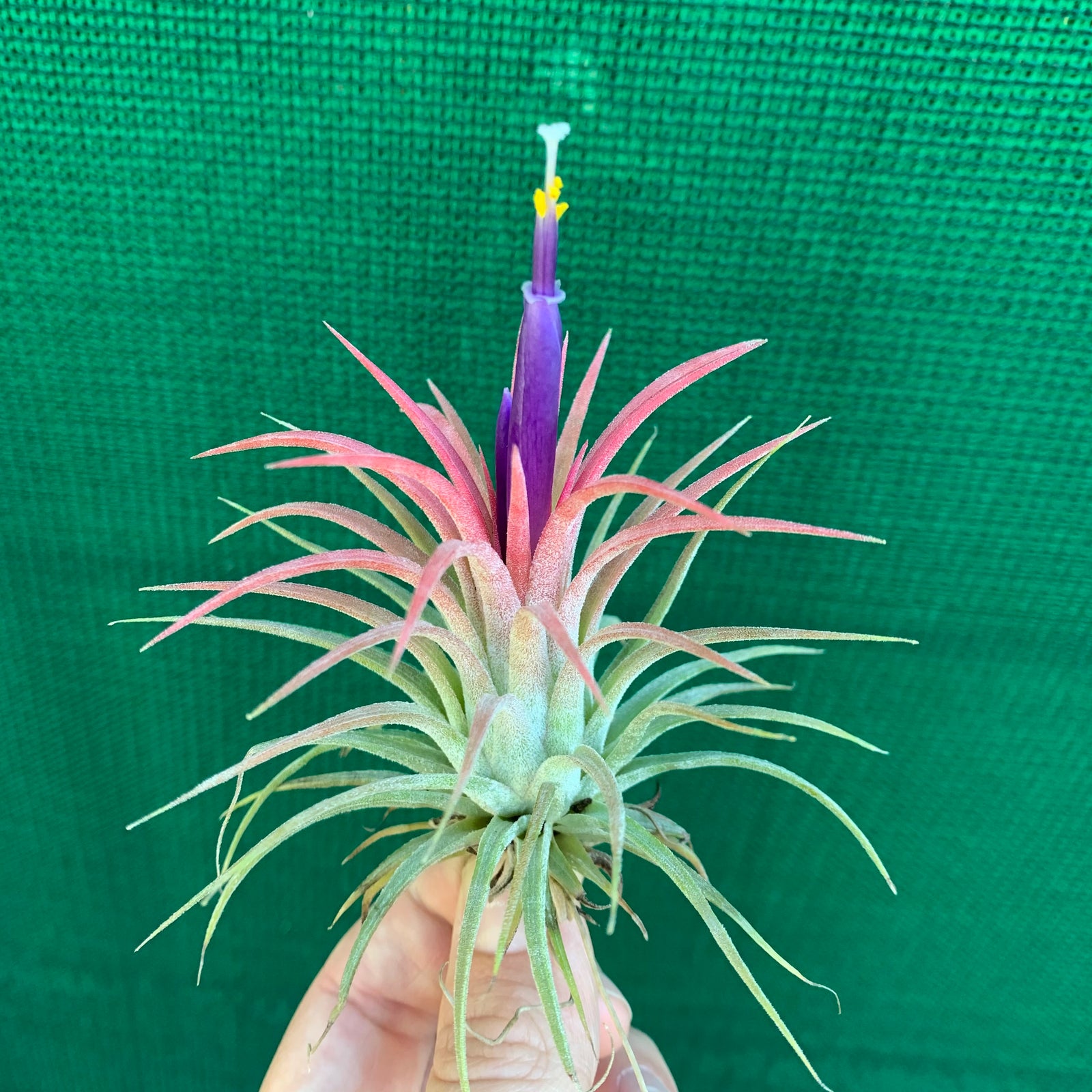 Tillandsia - ionantha ‘Rubra’