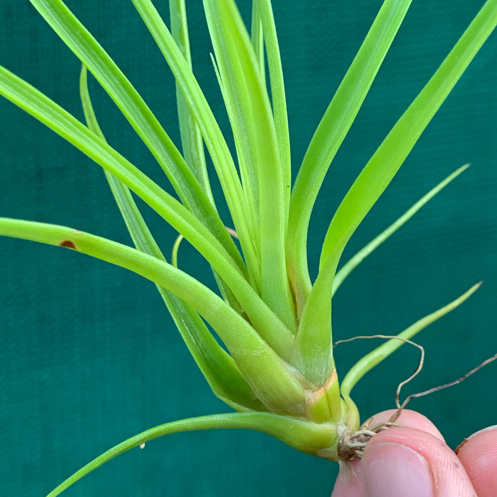 balbisiana air plant Tillandsia - balbisiana
