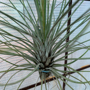 Tillandsia - Milk Junket NEW