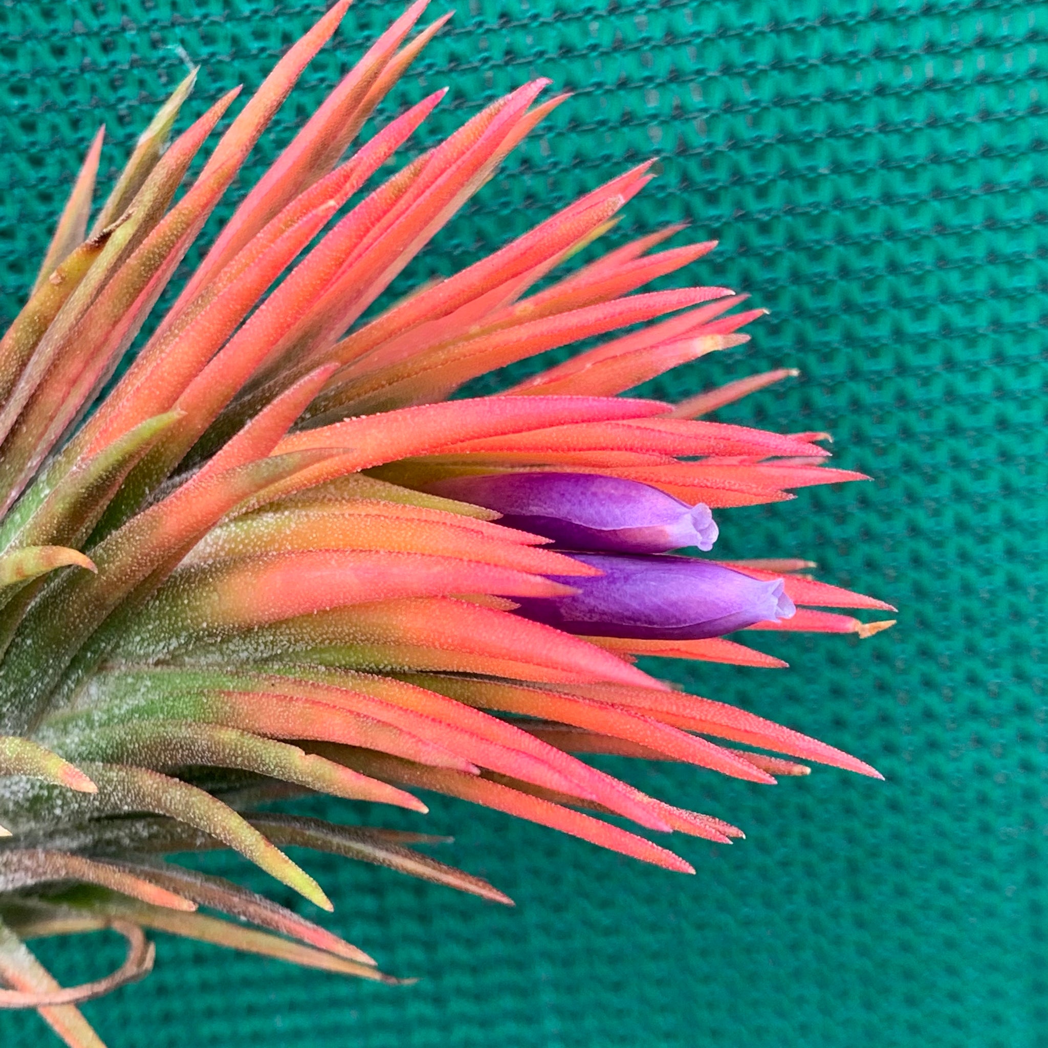 Tillandsia - ionantha ex. BK - Air Plant Decor Tillandsia - ionantha ex. BK - Air Plant Decor