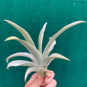 Tillandsia - Mima ex. PT