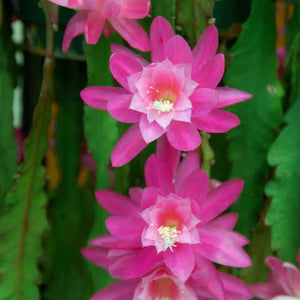 Disocactus Phyllanthoides “German Express”