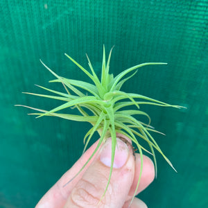 Tillandsia - aeranthos 'Miniata'