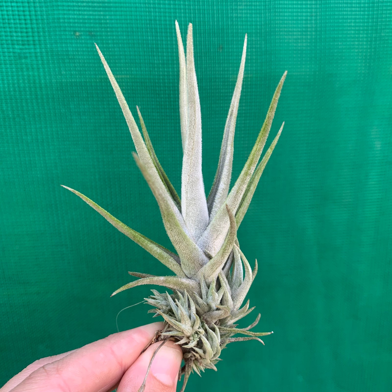 Tillandsia - xiphioides (Fragrant) ex. NR