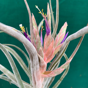 Tillandsia - Ty