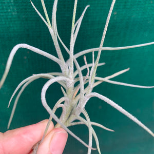 Tillandsia - Tawny Yellow (Fragrant)