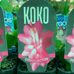 Zygocactus Koko