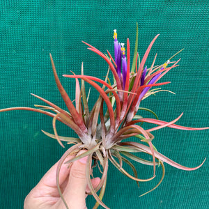 Tillandsia - capitata ‘Grosse Form’ NEW