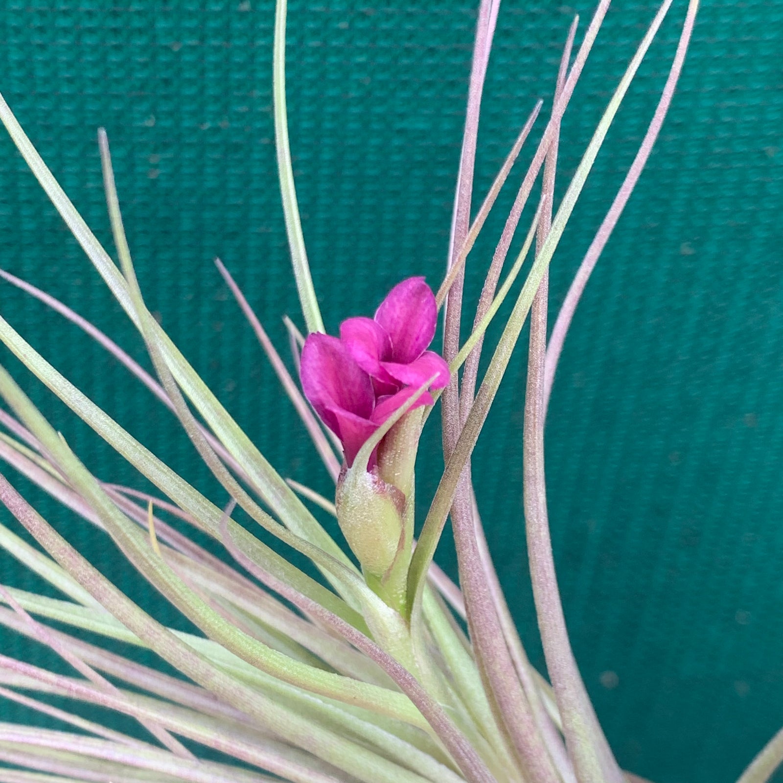 Tillandsia - Mystic Albert