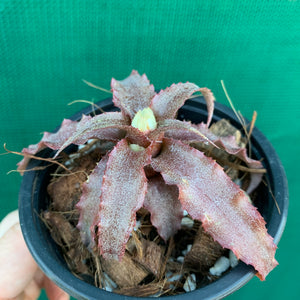 Cryptanthus - Rosebud