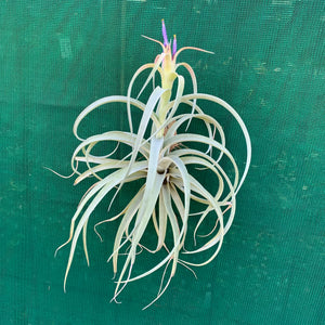 Tillandsia - Pink Velvet ex. Tropiflora