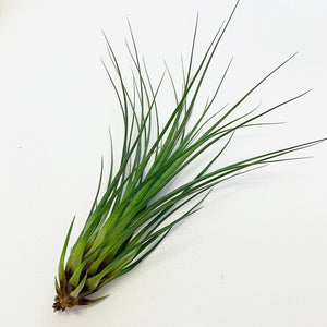 Tillandsia - punctulata ex. CC