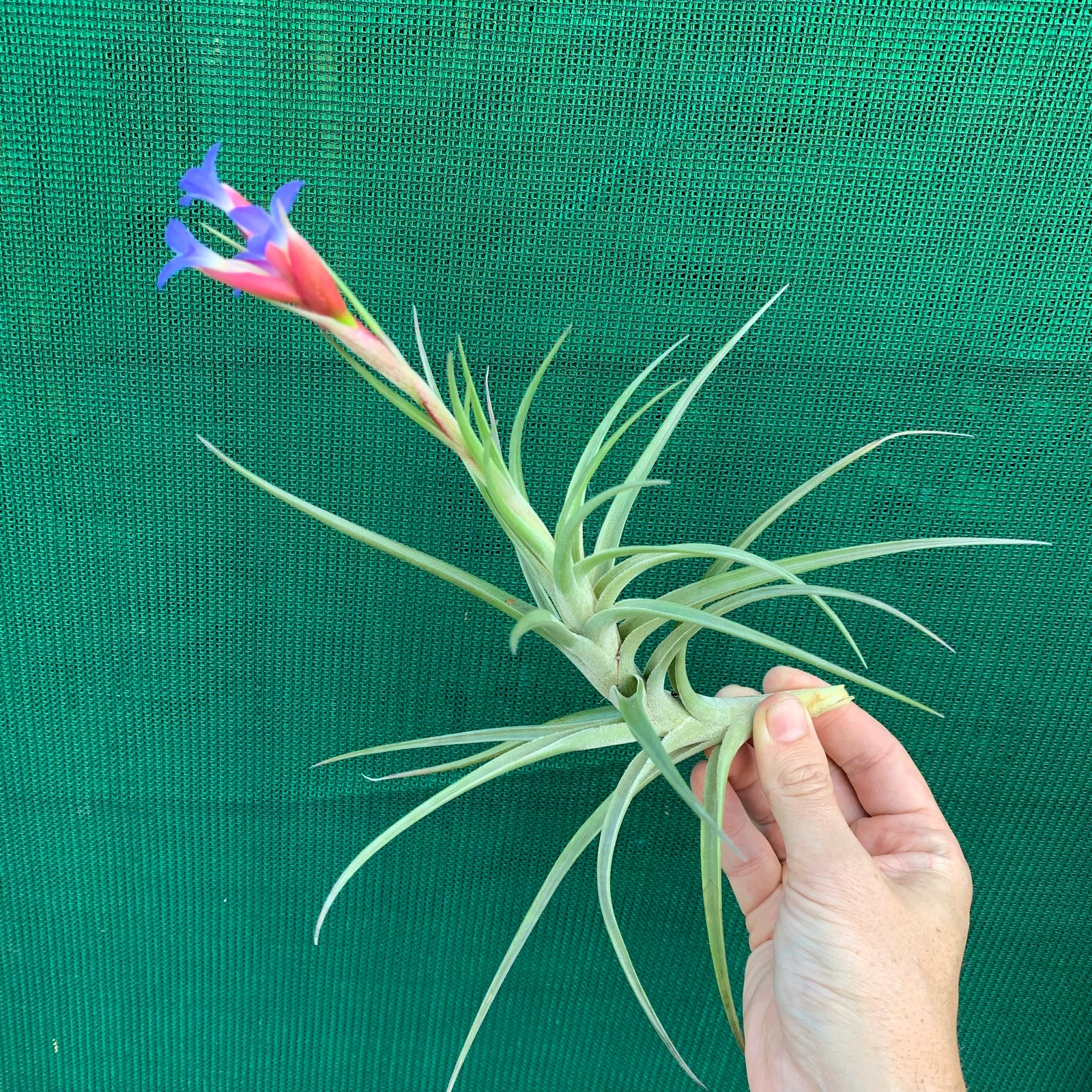 Tillandsia - aeranthos 'var. Aemula'