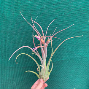 Tillandsia - Bishop John Fishcher