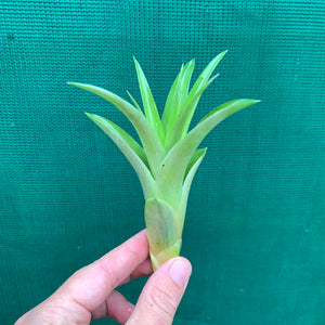 Tillandsia - Capitata ‘Pink’ ex. NR