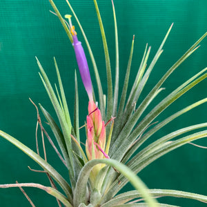 Tillandsia - Boreen ex. GA NEW