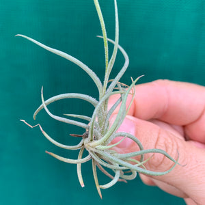 Tillandsia - bandensis (Fragrant)