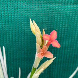 Tillandsia - Mystic Trumpet ‘Enigma’