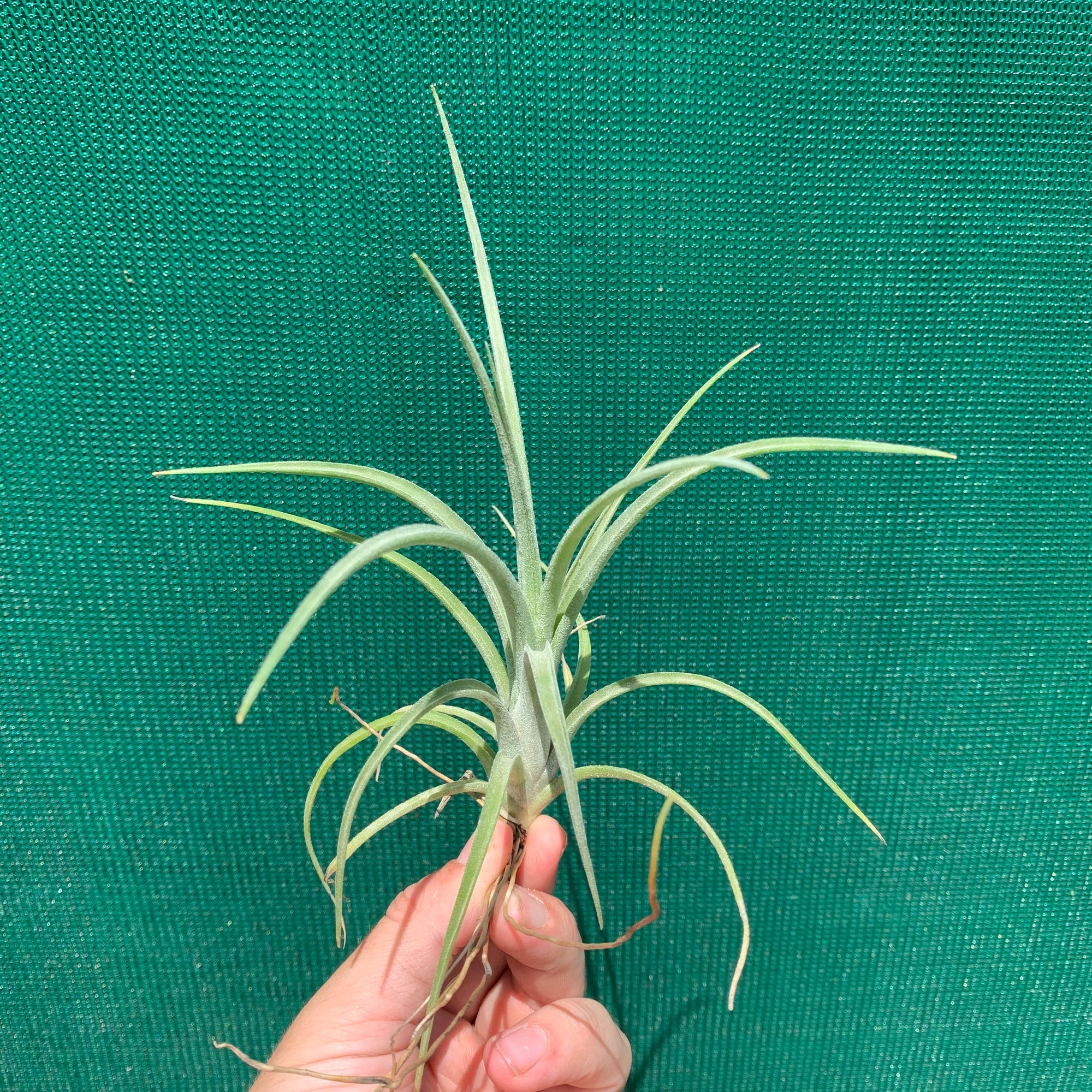 Tillandsia - Borumba