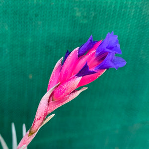 Tillandsia - Aeranthos Small Purple ex. Germany