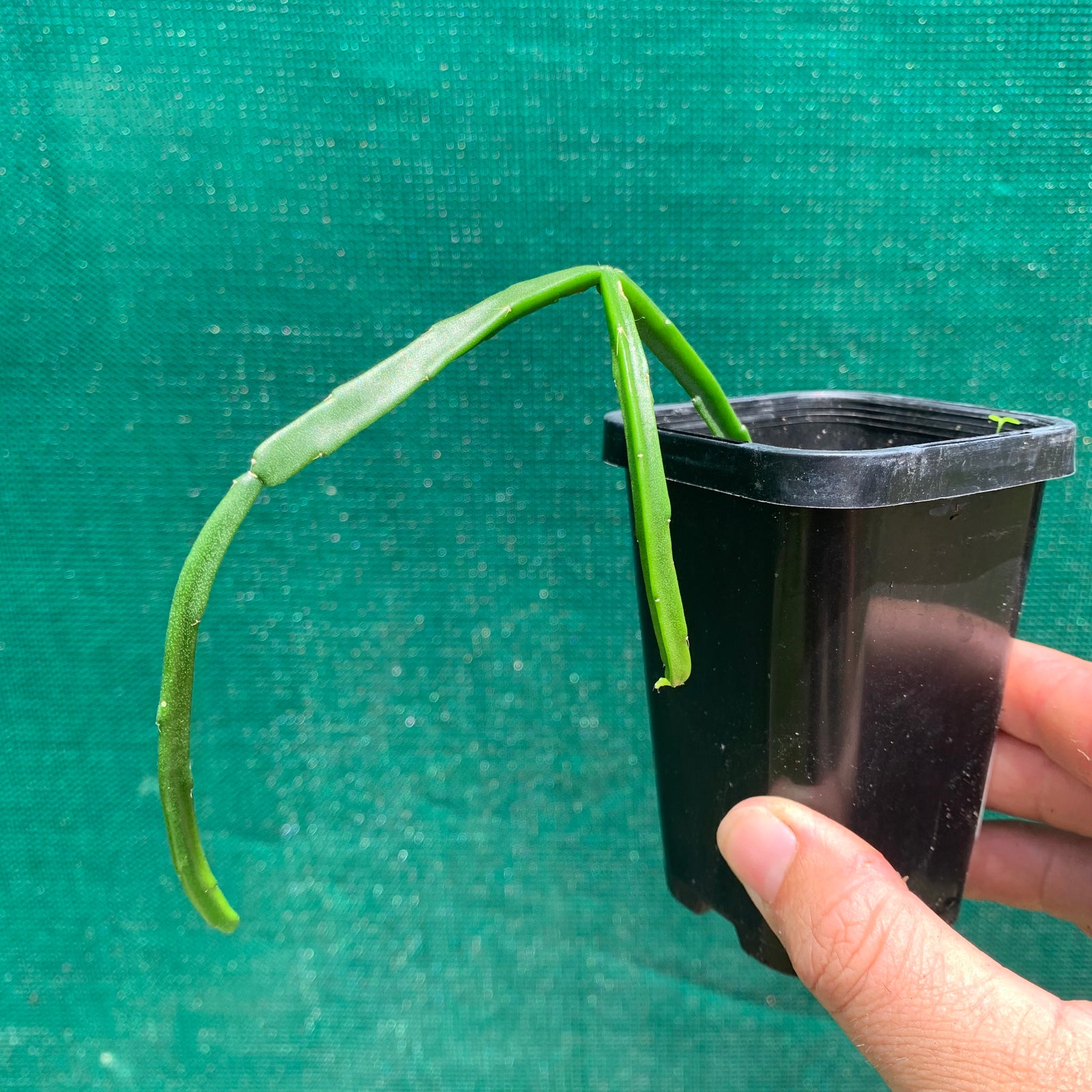 Rhipsalis pentaptera Fine - R58