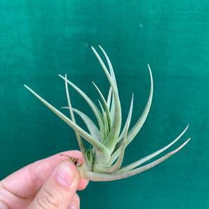 Tillandsia - Polzii ex. PT