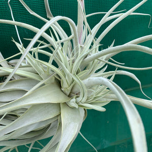 Tillandsia - straminea ex. BD (Fragrant)